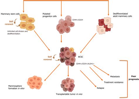 stem cells for cancer treatment